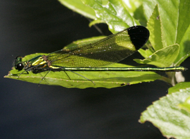 Sparkling Jewelwing